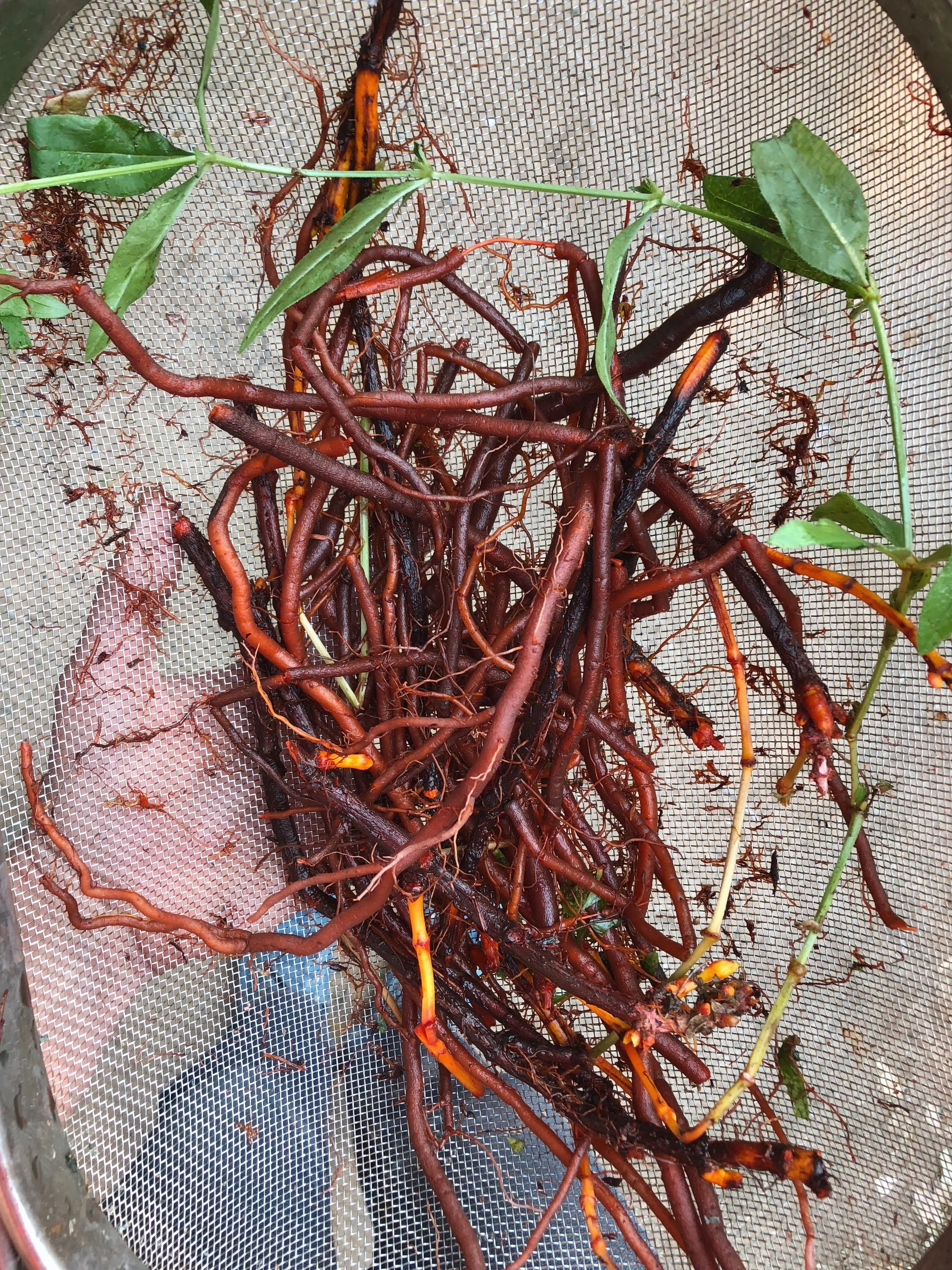 Madder Lesson — the dogwood dyer